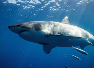 The Mediterranean’s ‘Ghost’ Great Whites Might be Breeding, and Nobody Knows Where
