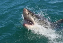 Australian Officials Issue Catch-and-Kill Order for Shark That Killed Beachgoer
