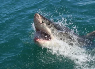 Australian Officials Issue Catch-and-Kill Order for Shark That Killed Beachgoer