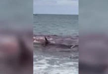 Nantucketers Witness Shark Killing Seal in Waist-deep Water