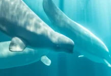 Fourth Marineland Whale Dies After Relocation