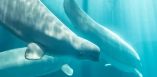 Fourth Marineland Whale Dies After Relocation