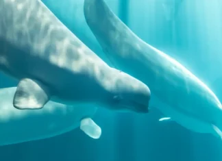 Fourth Marineland Whale Dies After Relocation