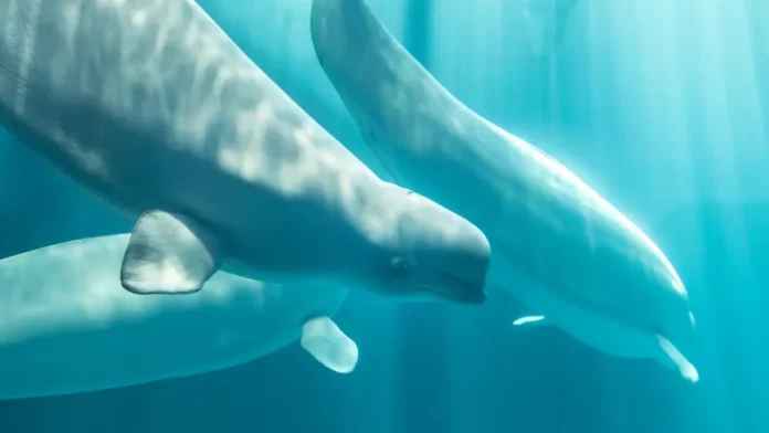 Photo-Shedd-Aquarium-1200x675.webp.webp