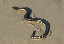 El Niño Conditions Bring Highly Venomous Sea Snake to Southern California Beach