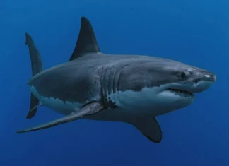 Woman Bitten by Suspected Shark at Martha’s Vineyard