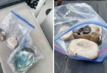 Poacher Arrested for Taking Abalone off Catalina Island