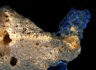 Plastic Is Merging With Coral to Create a New Substance Called ‘Plasticoral’