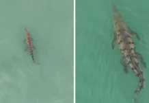 Watch a Crocodile Mosey Around the Ocean in Pavones