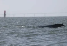 A Whale That Swam Miles Up a California River Is Headed Back to the Ocean