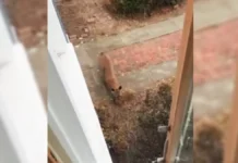 San Francisco Officials Tranquilized a Mountain Lion Roaming City Streets