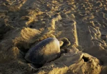 Warm El Niño Waters Coincide With California’s First Recorded Sea Turtle Nest