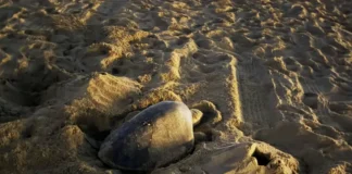 Warm El Niño Waters Coincide With California’s First Recorded Sea Turtle Nest