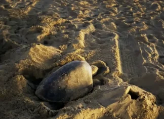 Warm El Niño Waters Coincide With California’s First Recorded Sea Turtle Nest