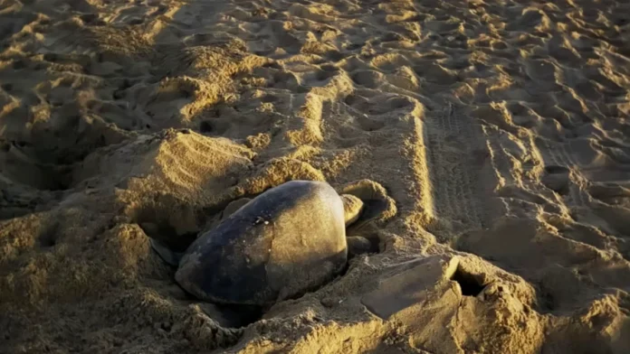 olive-ridley-1200x675.webp.webp