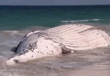 Rotting Whale Carcass Shuts Down Perth Beach and Attracts Sharks
