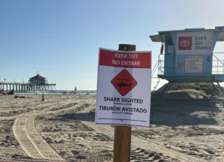 Huntington Beach Closed After ‘Aggressive’ Great White Shark Spotted