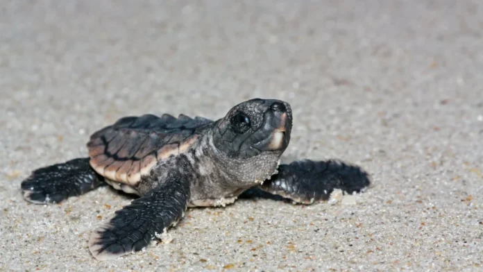 turtle-florida-1200x675.webp.webp